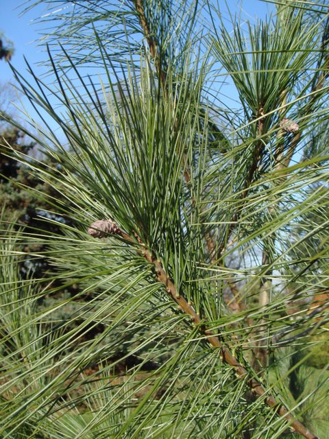 Pinus strobus rameau